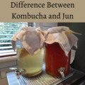 Jun vs. Kombucha – what you need to know 